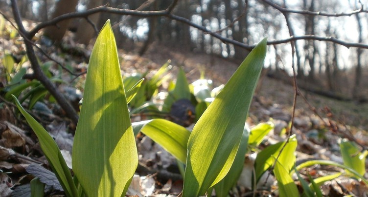 Les plantes sauvages comestibles