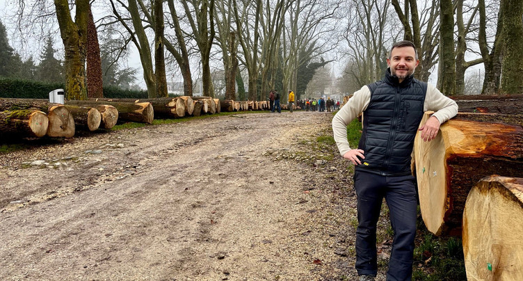 Plus de 550 mètres cubes de bois en vente à Colombier