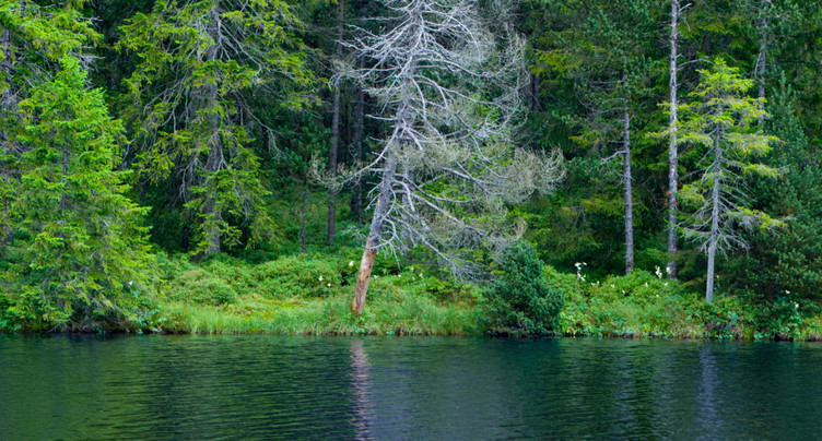 Soutien bâlois à la revitalisation de la tourbière de La Gruère