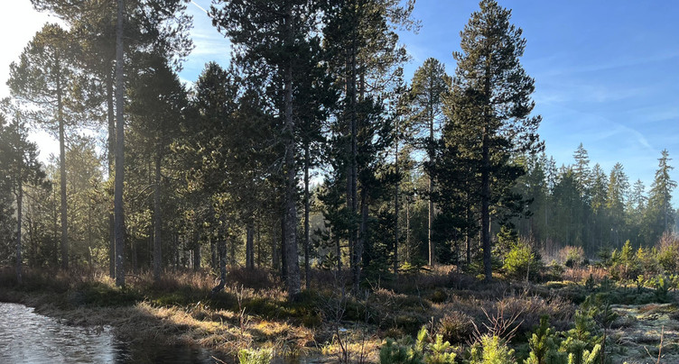 La biodiversité s’épanouit à nouveau dans la tourbière de la Gruère