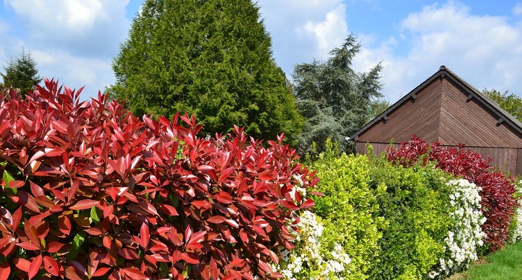 L’implantation des haies