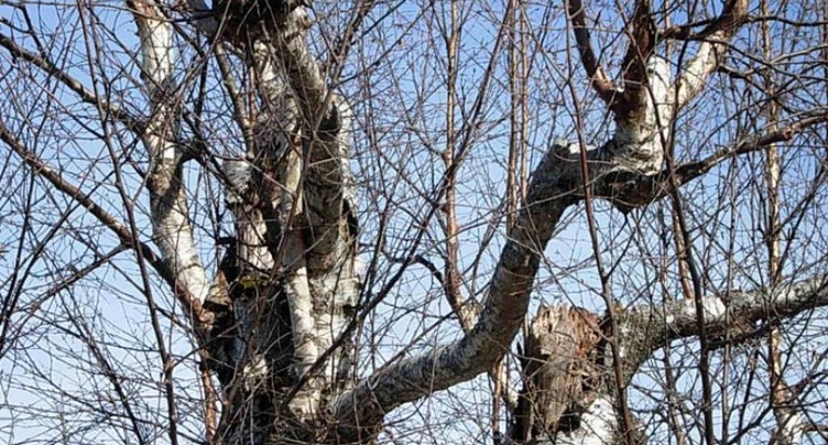 Des arbres majeurs doivent être abattus à Delémont