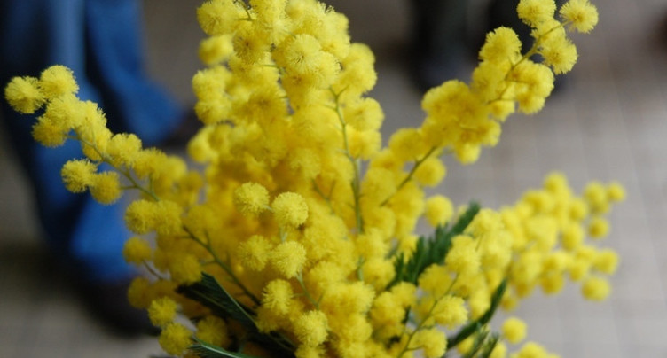 Action « Mimosa du Bonheur » en manque de bénévoles