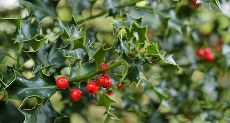 Le gui, le houx… et l’hellébore