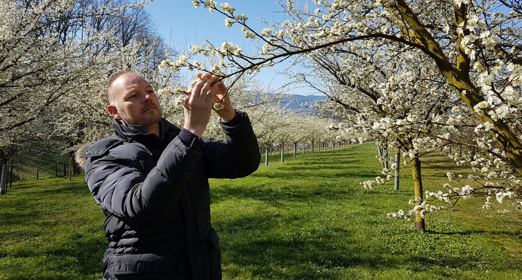 Sale coup pour la production locale de fruits