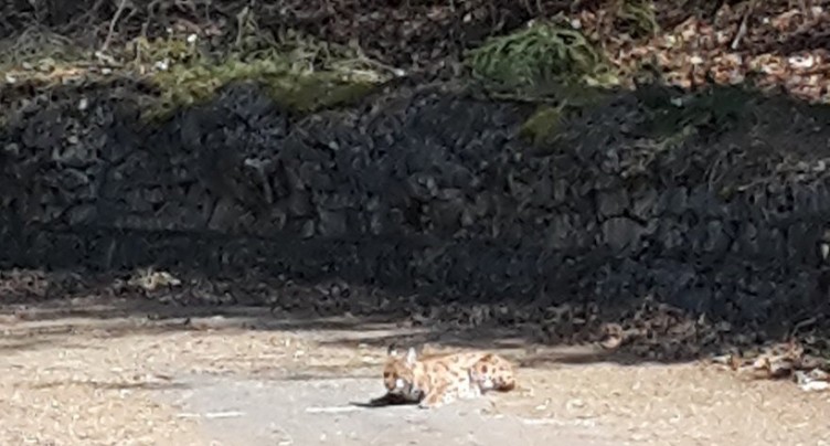 Le lynx aperçu dans le Jura