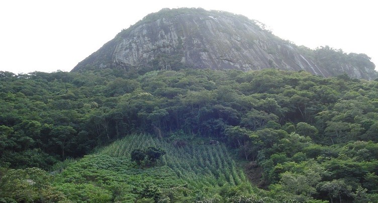 « Le monde en cause » : la déforestation diminue au Brésil 