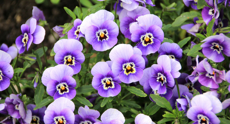 Médiéval jusque dans son jardin