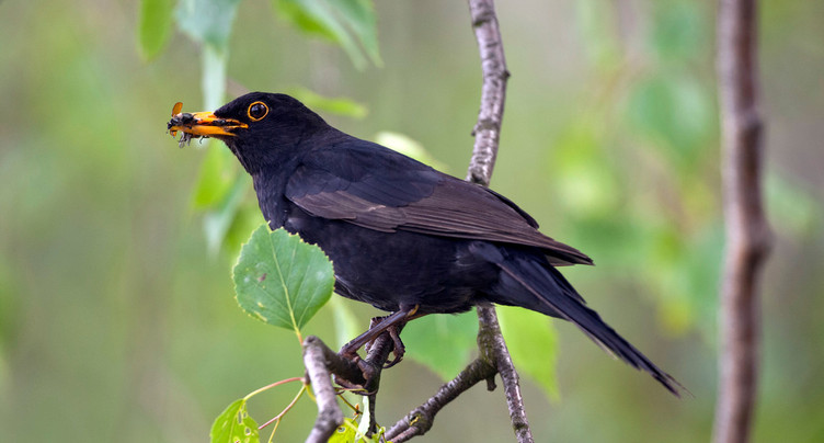 Les oiseaux, trop souvent pris dans les filets autour des vignes
