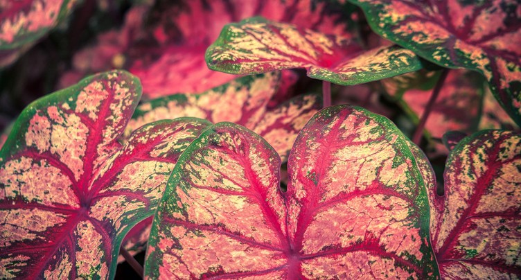 Aux petits soins pour nos plantes d’intérieur