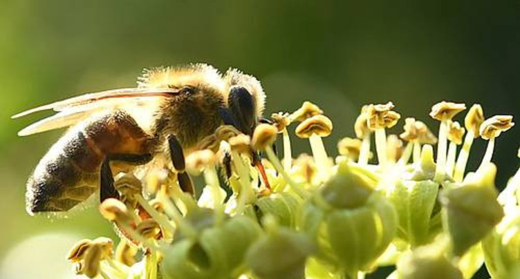 Les apiculteurs s’insurgent contre le retour éventuel d’un insecticide