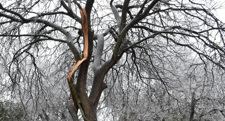Les dégâts de l'hiver