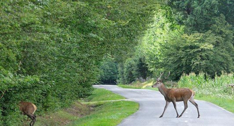 Animaux : prudence sur les routes