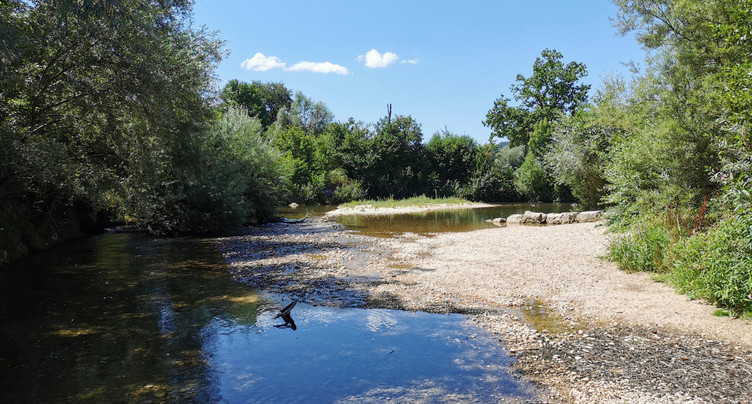 La faune aquatique mise à mal par la canicule