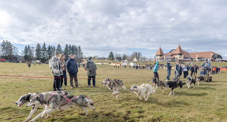Des courses vertes pour les chiens de traîneaux à Saignelégier