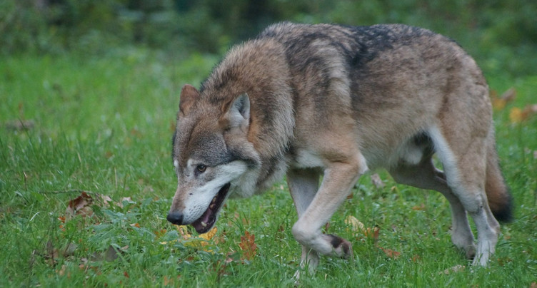 Une nouvelle attaque de loup attestée dans le Jura