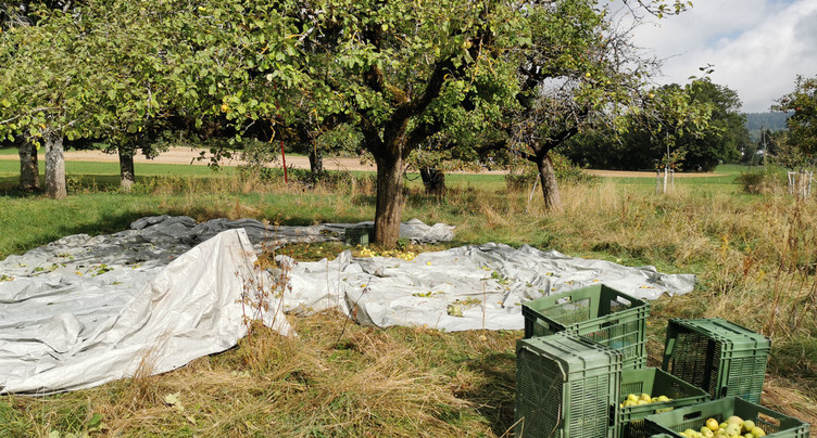 La Bor récolte les fruits abandonnés