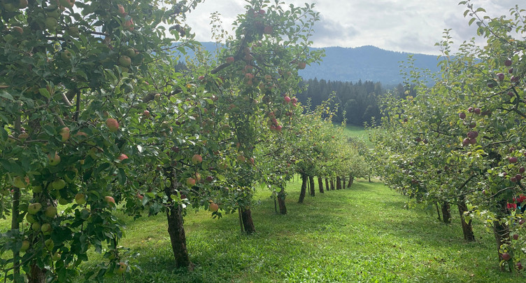 Tout apprendre sur la pomme
