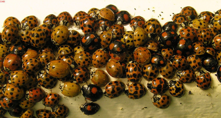 La coccinelle asiatique revient en force cet automne