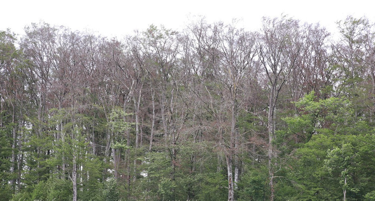 Des îlots de bois mort pour renforcer la biodiversité 