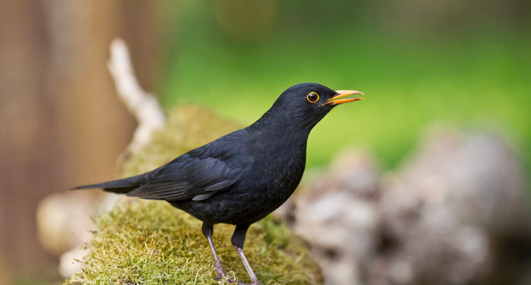 Les oiseaux entament leur prélude musical