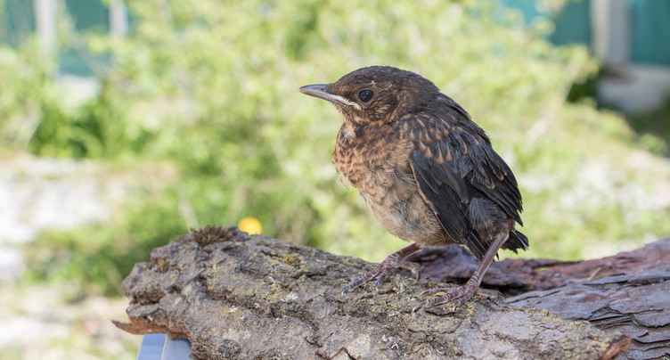 Tombés du nid, mais pas en danger
