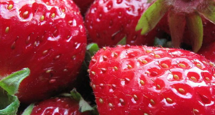 Du goudron et des plumes - la saison des fraises