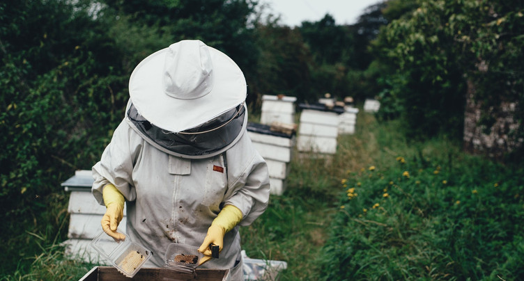 Un hiver fatal à plus de 30% des abeilles jurassiennes