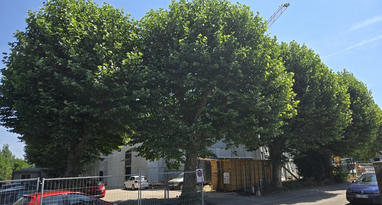 Le juge tranchera le sort des arbres du collège Stockmar