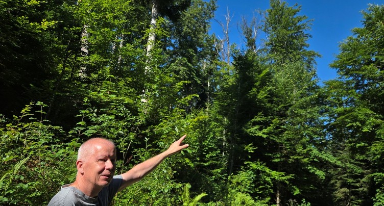 En silence, les arbres souffrent et ne le montreront qu’en fin d’été