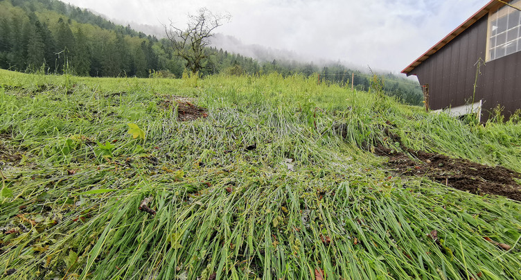 La grêle a dévasté certains pâturages du Jura bernois