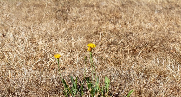 Canicule au jardin : le bilan.