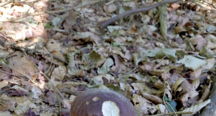 A la chasse aux champi' !