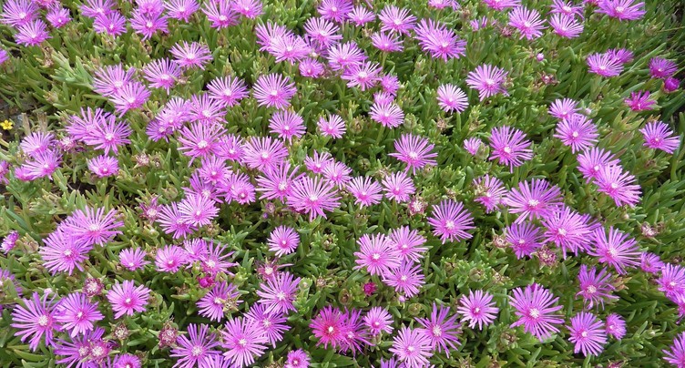 Un massif fleuri toute l'année !