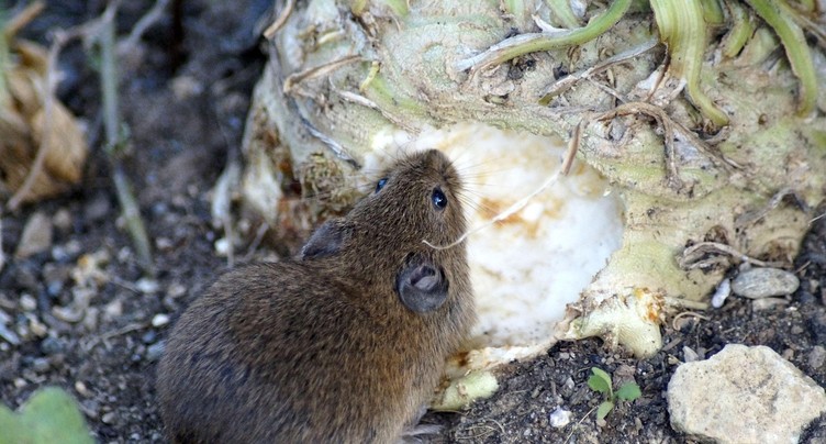 Scène de crime au jardin : qui sont les coupables ?