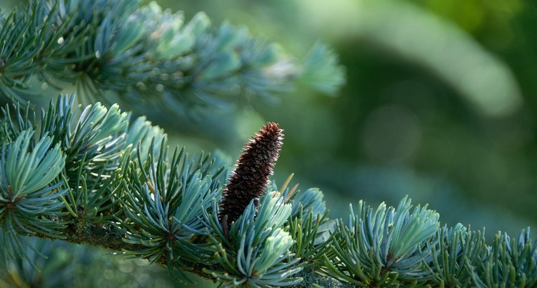 Les conifères, pas que des sapins