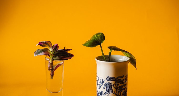 Copier-coller : le super-pouvoir secret des plantes