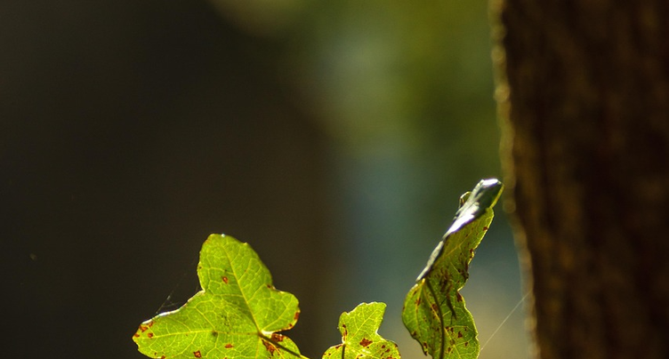 Chaud devant, arbres résistants !