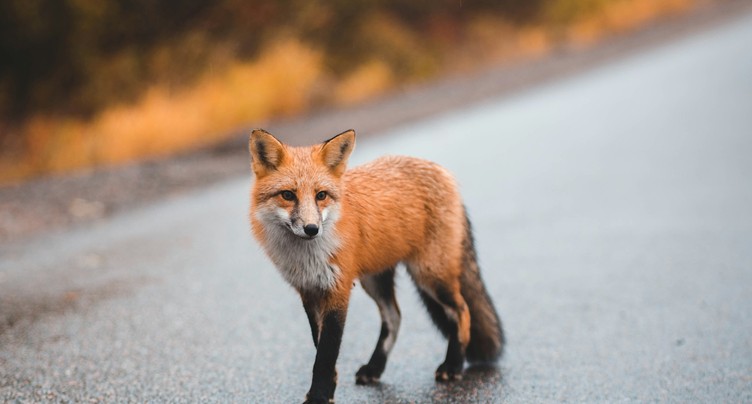 Le génie de la semaine : cohabitation compliquée entre les humains et les animaux cette semaine