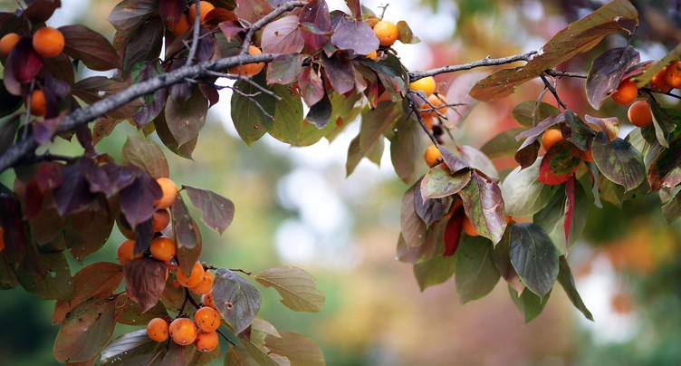 Prenez soin de vos fruitiers