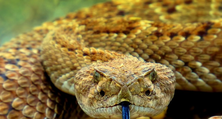 Question bête, vraie réponse : Est-ce qu’un serpent venimeux s’infecte lui-même s’il se mord la lèvre ?