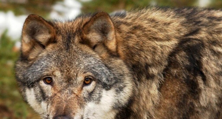 Une commission veut compléter les mesures contre les loups