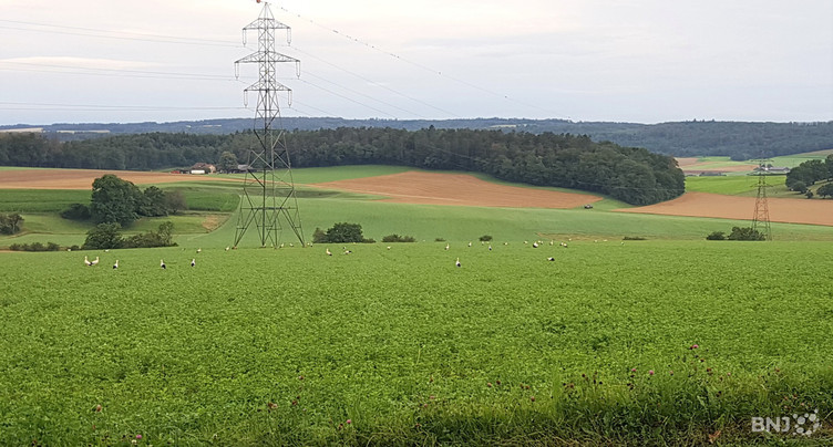 Le chant/champ des cigognes