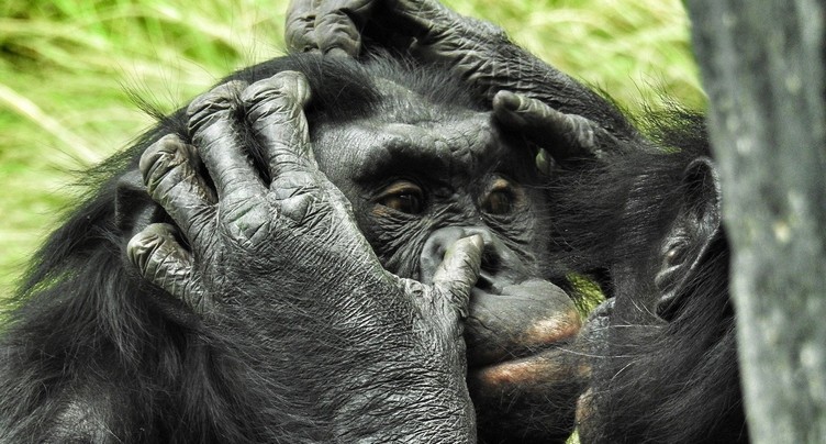 Les chimpanzés dorment plus longtemps en groupe