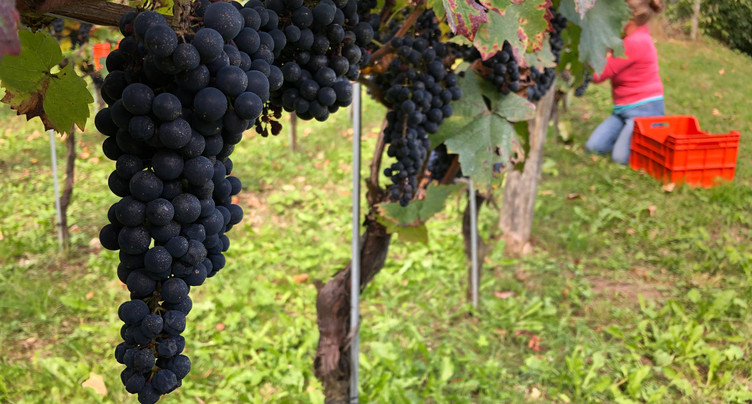Le raisin a su encaisser les coups