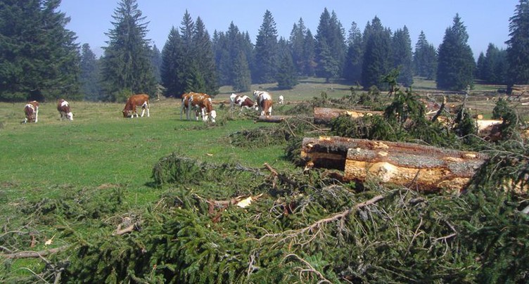 La végétation souffre aussi de la chaleur