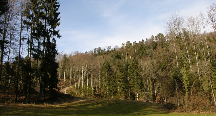 Nos forêts, terrain d'expériences