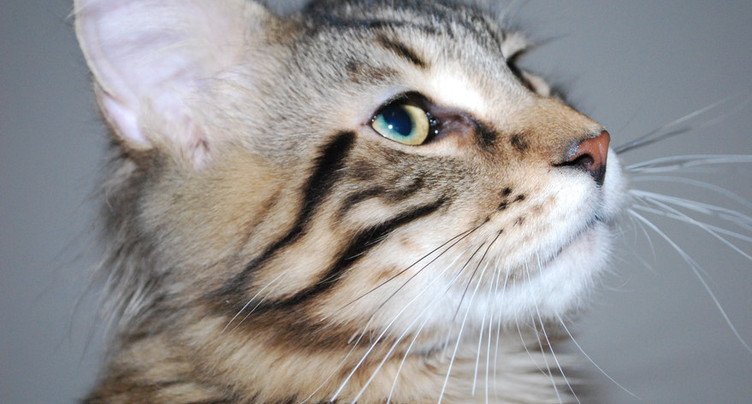 Chats et chiens végans ?