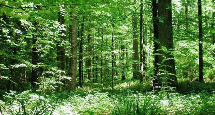 Le Jura s’engage pour valoriser ses feuillus