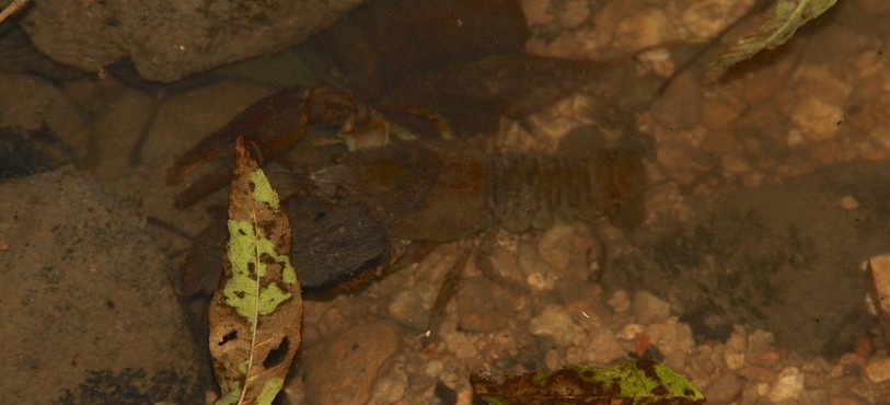 Ecrevisses à pattes blanches sous l'eau